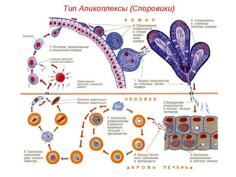 Презентация на тему "Подцарство Простейшие" по биологии