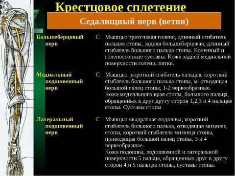 Презентация на тему "Cпинной мозг и спинномозговые нервы" по медицине