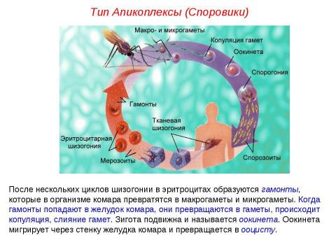 Презентация на тему "Подцарство Простейшие" по биологии