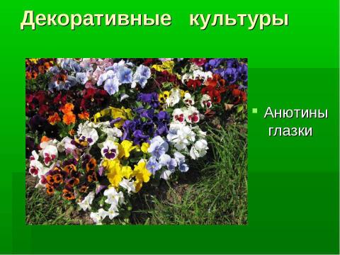 Презентация на тему "Культурные и дикорастущие растения" по биологии