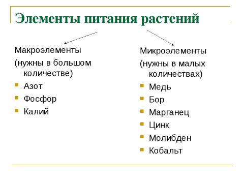 Презентация на тему "Минеральное питание растений" по биологии