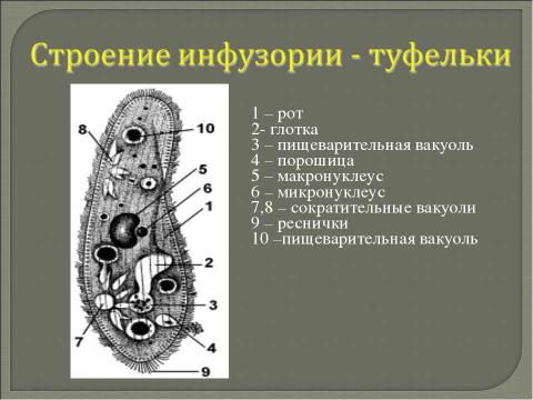 Презентация на тему "Многообразие одноклеточных организмов" по биологии