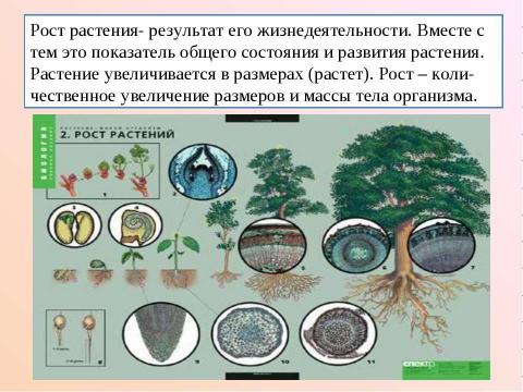 Презентация на тему "Рост и развитие растительного организма" по биологии