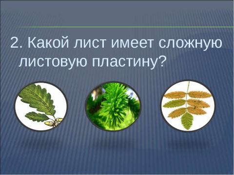 Презентация на тему "Что общего у разных растений?" по окружающему миру