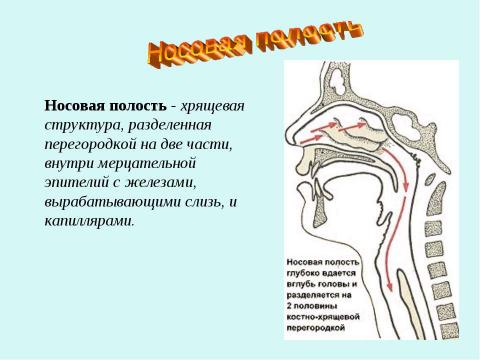 Презентация на тему "Дыхание" по биологии