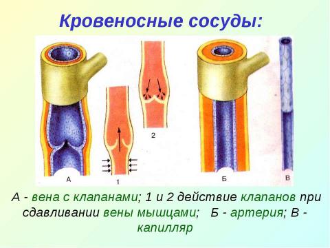 Презентация на тему "Кровеносная система" по биологии