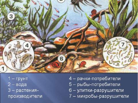 Презентация на тему "Аквариум – маленькая искусственная экосистема (3 класс)" по начальной школе
