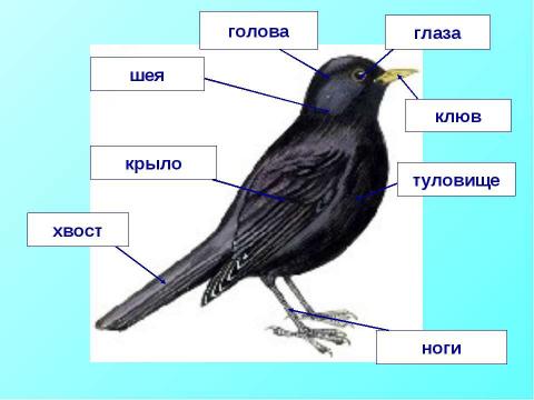 Презентация на тему "Класс Птицы или Пернатые" по биологии