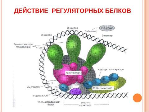 Презентация на тему "Основы молекулярной генетики" по биологии