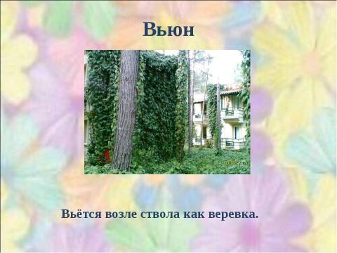 Презентация на тему "Почему они так называются?" по окружающему миру