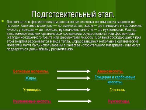 Презентация на тему "Основы цитологии. Энергетический обмен в клетке" по биологии