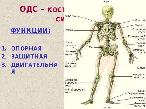 Презентация на тему "Значение опорно-двигательной системы, её состав. Строение костей" по биологии