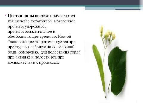 Презентация на тему "Польза лекарственных растений" по окружающему миру