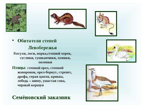 Презентация на тему "Животные Саратовской области и своей местности. Их охрана" по географии