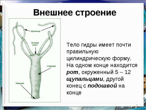 Презентация на тему "Тип кишечнополостные Пресноводный полип гидра" по биологии