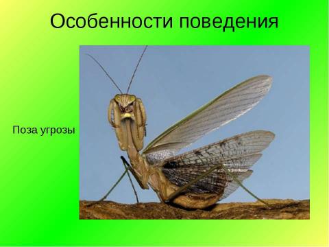 Презентация на тему "Богомолы в природе и дома" по экологии