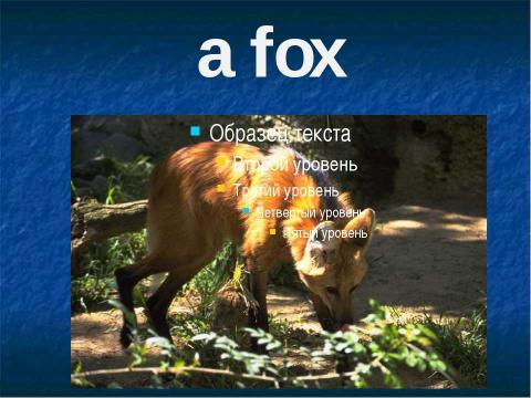 Презентация на тему "A raccoon" по английскому языку