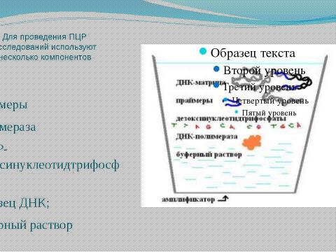 Презентация на тему "ПЦР" по биологии