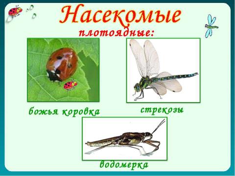 Презентация на тему "Как животные питаются 3 класс" по окружающему миру