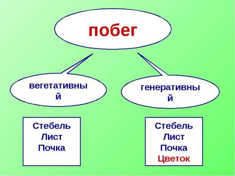 Презентация на тему "Побег. Строение и значение побега" по биологии