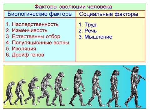 Презентация на тему "Антропогенез" по биологии