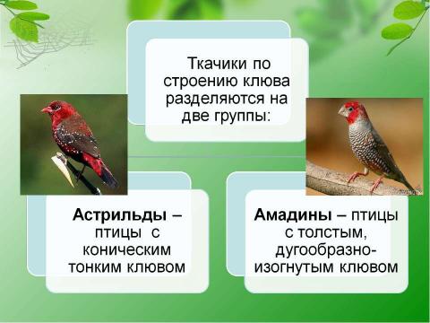 Презентация на тему "Кто такие амадины?" по биологии