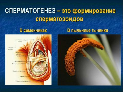 Презентация на тему "Образование половых клеток. Мейоз" по биологии