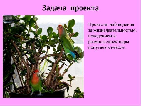 Презентация на тему "Разведение неразлучников в неволе" по биологии