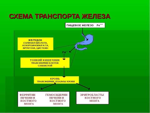 Презентация на тему "Механизм действия эритропоэтина" по медицине