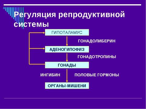 Презентация на тему "Эндокринология беременности" по медицине