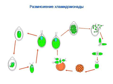 Презентация на тему "Биология в схемах и таблицах" по биологии