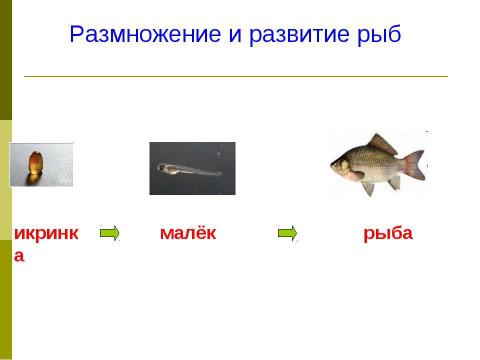 Презентация на тему "Размножение и развитие животных 3 класс" по окружающему миру