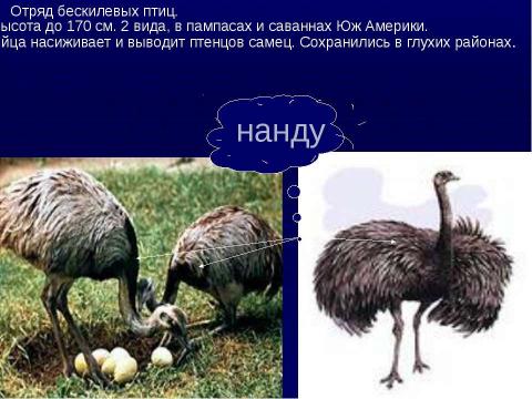 Презентация на тему "Животный и растительный мир Южной Америки" по географии