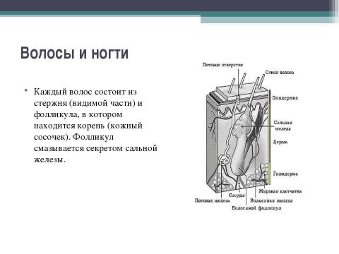 Презентация на тему "Волосы и ногти" по начальной школе