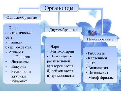 Презентация на тему "Клетка" по биологии