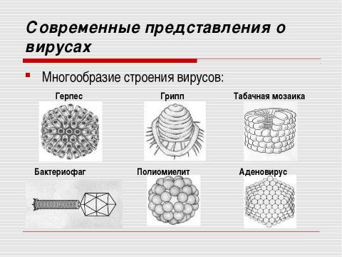 Презентация на тему "Неклеточные формы жизни. Вирусные заболевания человека" по медицине