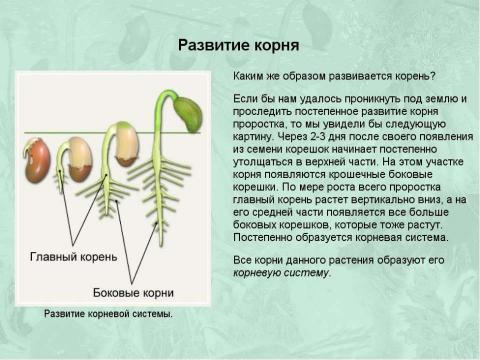 Презентация на тему "Корни и корневые системы" по биологии