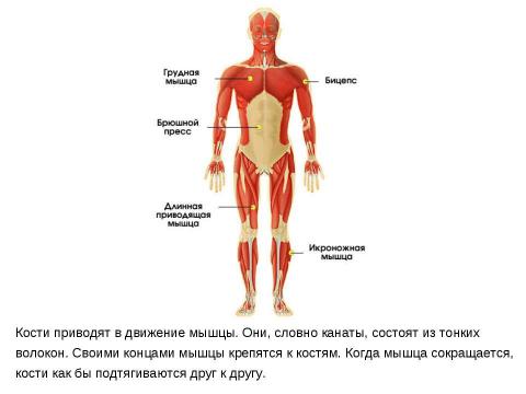 Презентация на тему "Опора тела и движение" по окружающему миру