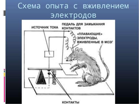 Презентация на тему "Генетика поведения: механизм формирования зависимости" по биологии