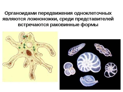 Презентация на тему "Кишечнополостные" по биологии