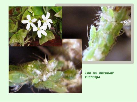 Презентация на тему "Тли, муравьи и божьи коровки" по биологии