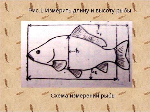 Презентация на тему "Исследование карася" по биологии