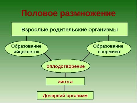 Презентация на тему "Растения - оплодотворение и размножение" по биологии