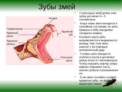 Презентация на тему "Как питаются разные животные?" по биологии