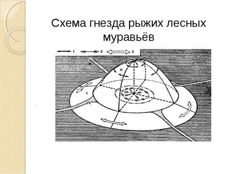 Презентация на тему "Муравьи" по географии