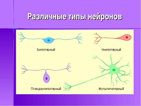 Презентация на тему "Строение и функции нервной системы" по биологии