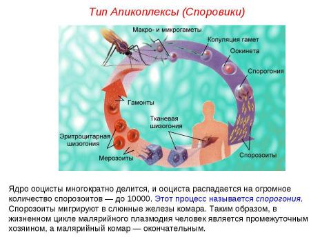 Презентация на тему "Подцарство Простейшие" по биологии