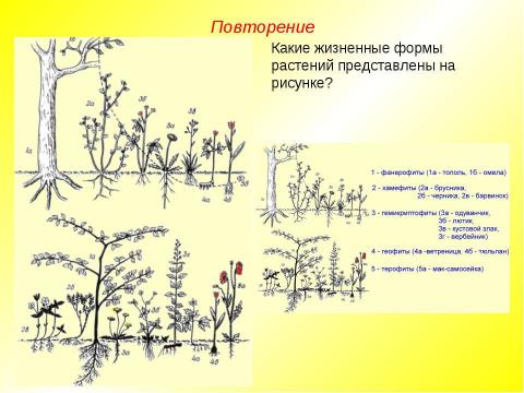 Презентация на тему "Жизненные формы растений. Растительные ткани" по биологии