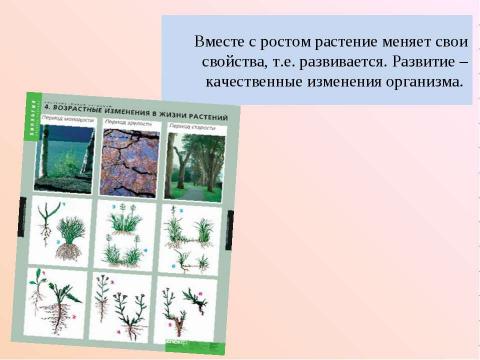 Презентация на тему "Рост и развитие растительного организма" по биологии