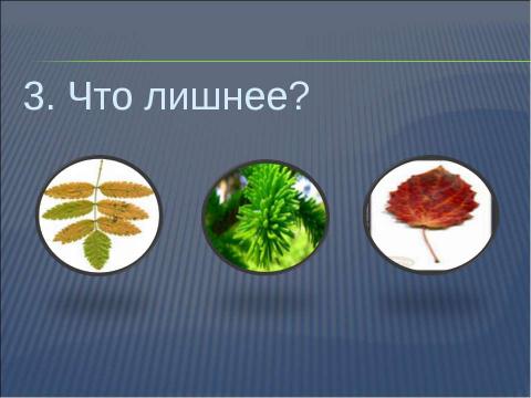 Презентация на тему "Что общего у разных растений?" по окружающему миру